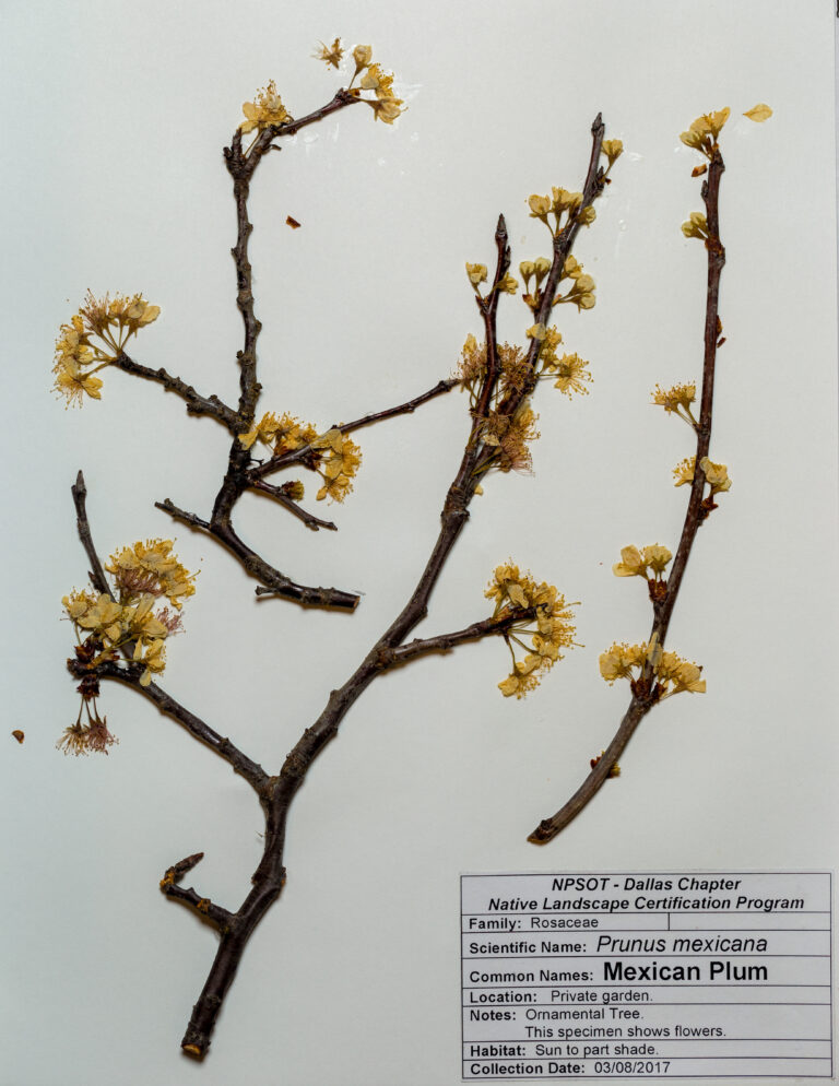 Marie-Theres Herz; Herbarium Sheet NPSOT NTX, NLCP Level 1