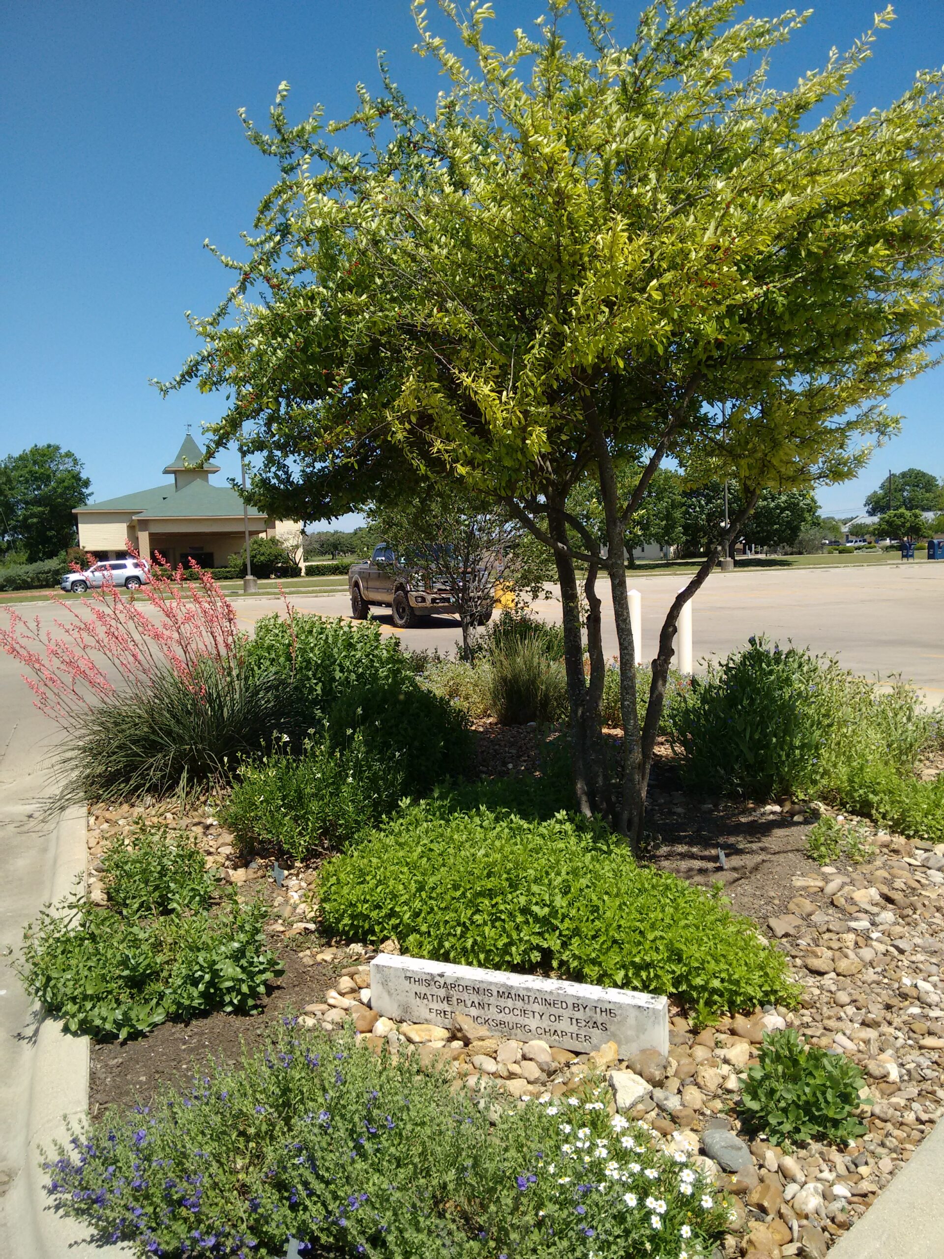 Xeriscaping Your Yard