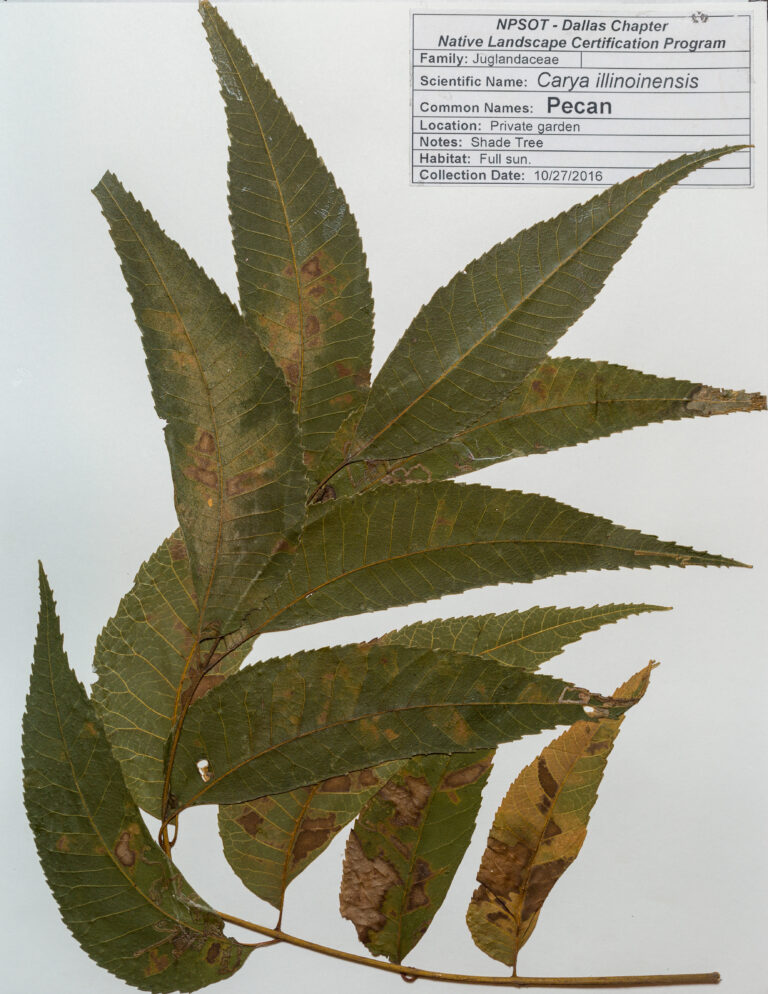 Marie-Theres Herz; Herbarium Sheet NPSOT NTX, NLCP Level 1