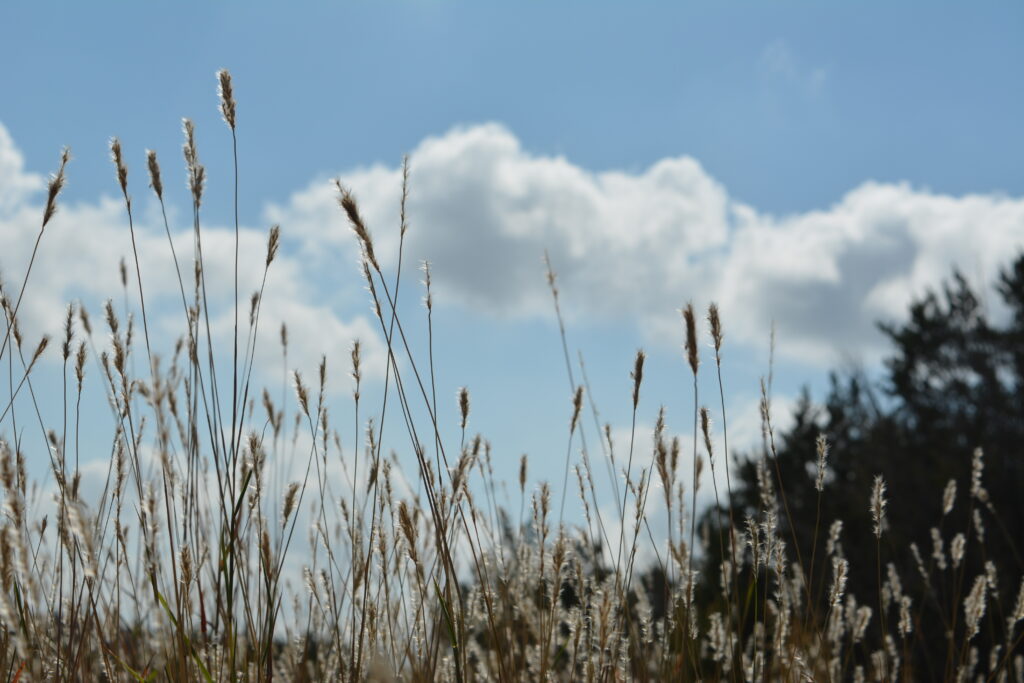 Stems of native grass against a blue sky