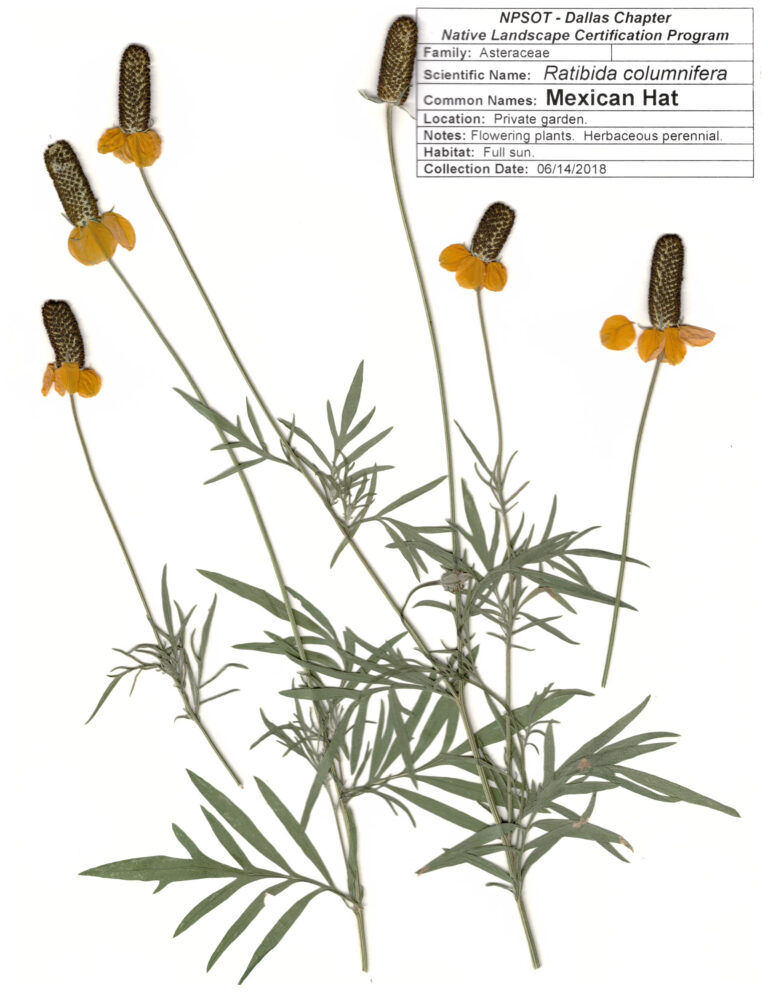 Marie-Therese Herz Herbarium Sheet  North Texas NLCP Herbarium