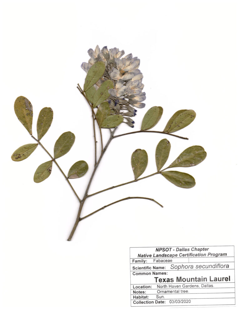 Marie-Theres Herz; Herbarium Sheet  NPSOT, NTX, NLCP Level 3