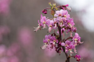 Mexican Buckeye (Ungnadia speciosa)