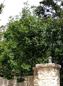 Image of large bush above a stone fence column