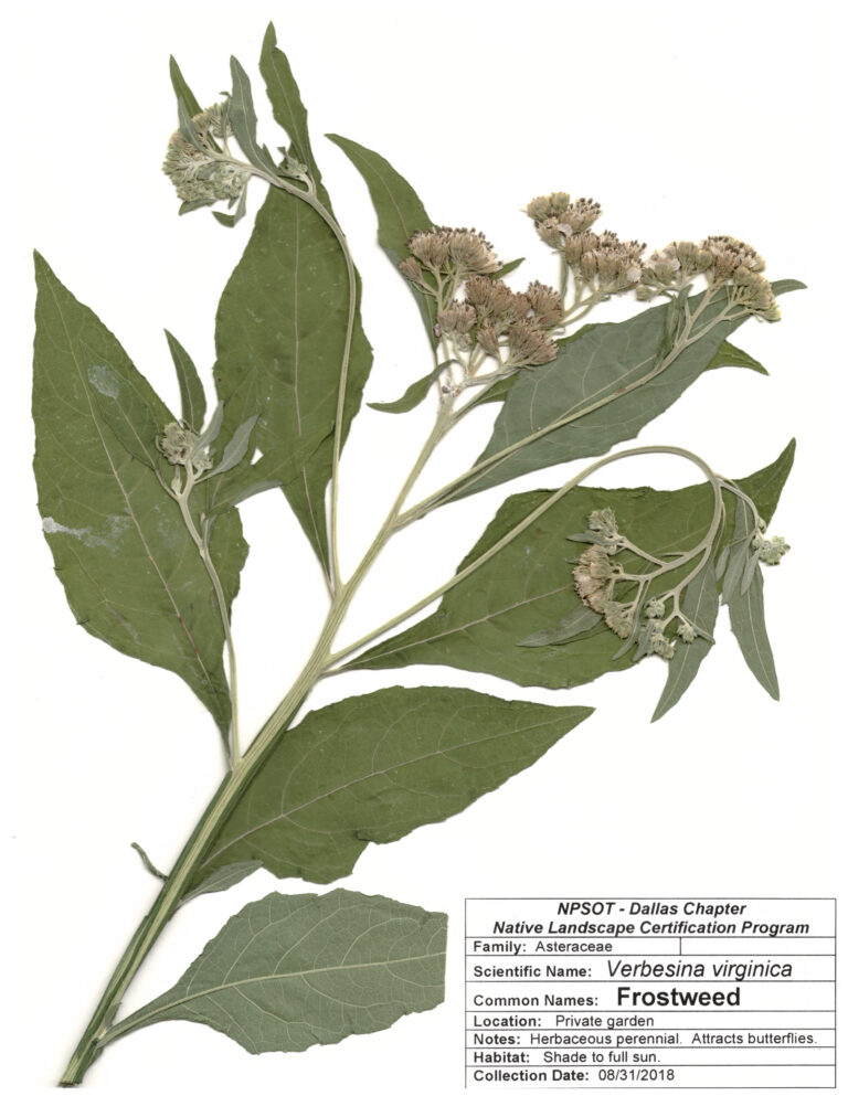Marie-Therese Herz, Herbarium Sheet NPSOT North Texas NLCP
