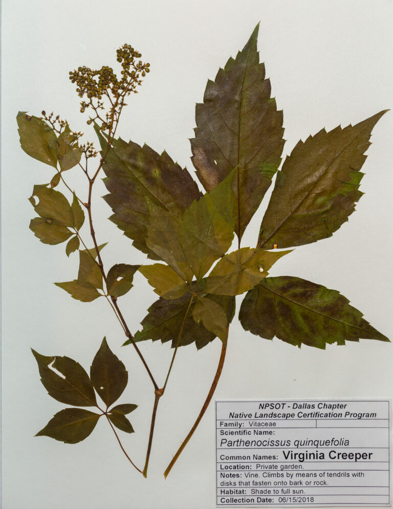 Marie-Theres Herz; Herbarium Sheet NPSOT NTX, NLCP Level 1