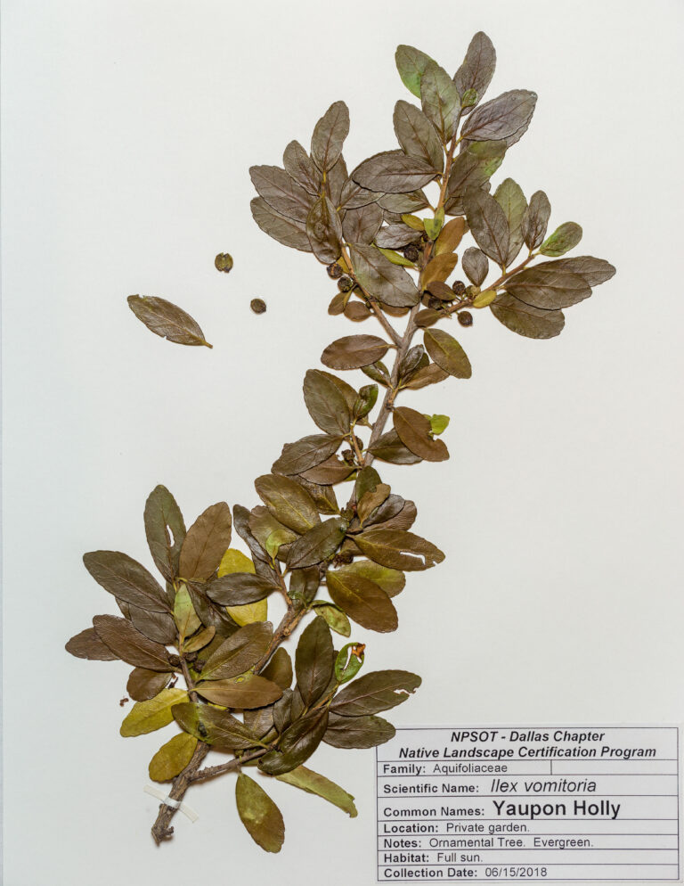 Marie-Theres Herz; Herbarium Sheet NPSOT NTX, NLCP Level 1