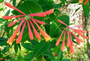 Red flowers