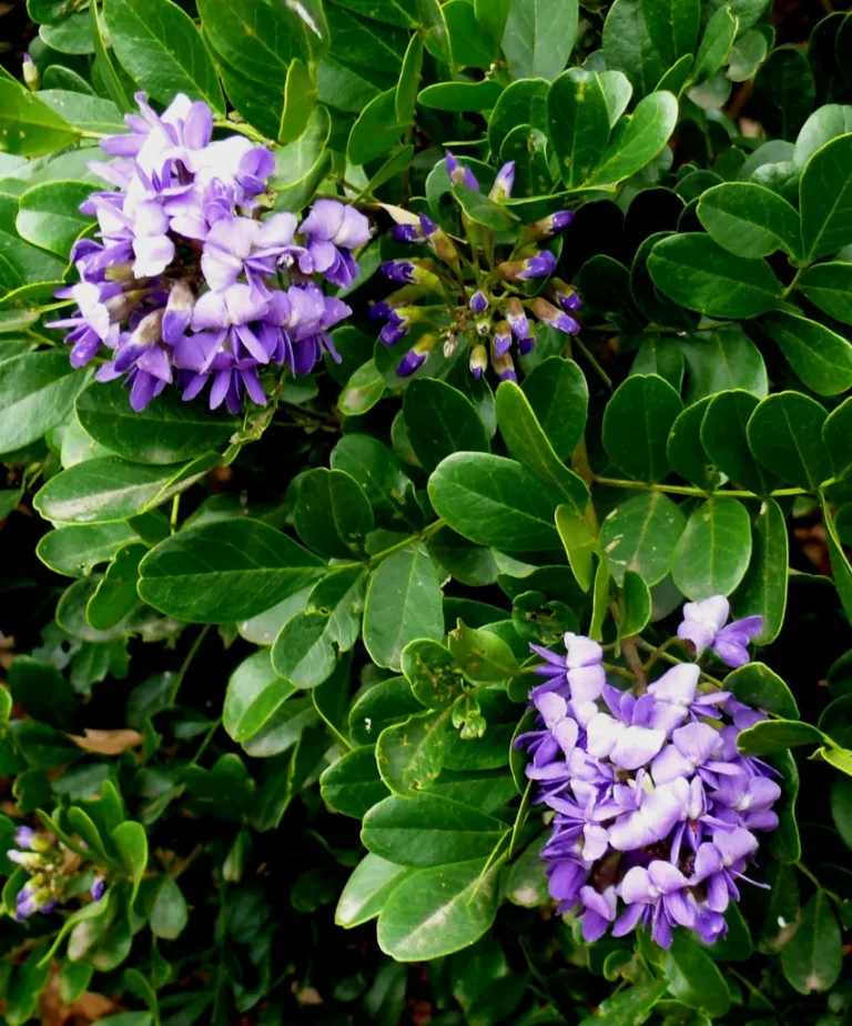 Purple flowers
