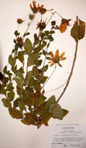 Scanned image of flowers