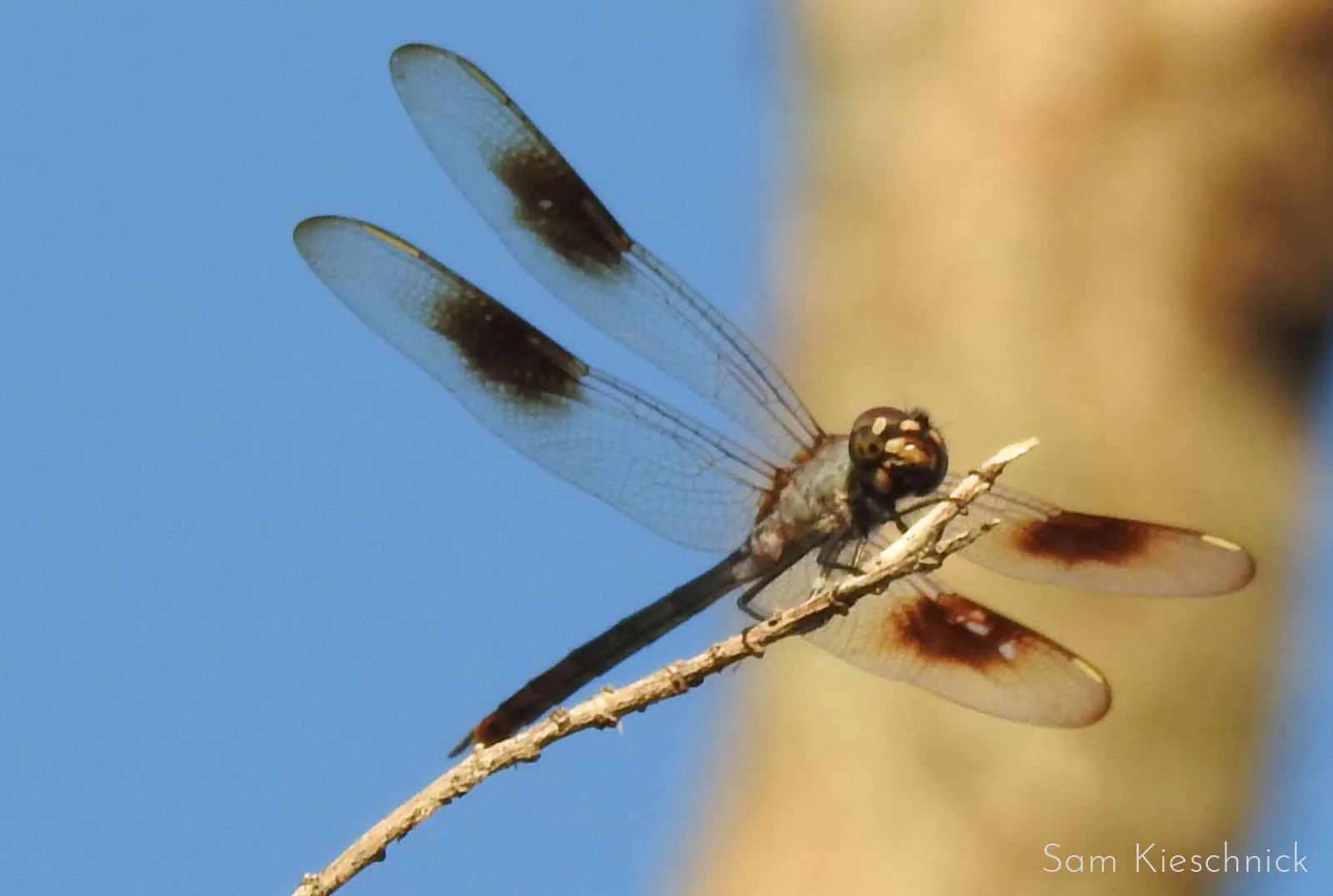 dragonfly with clear wings perched on a branch