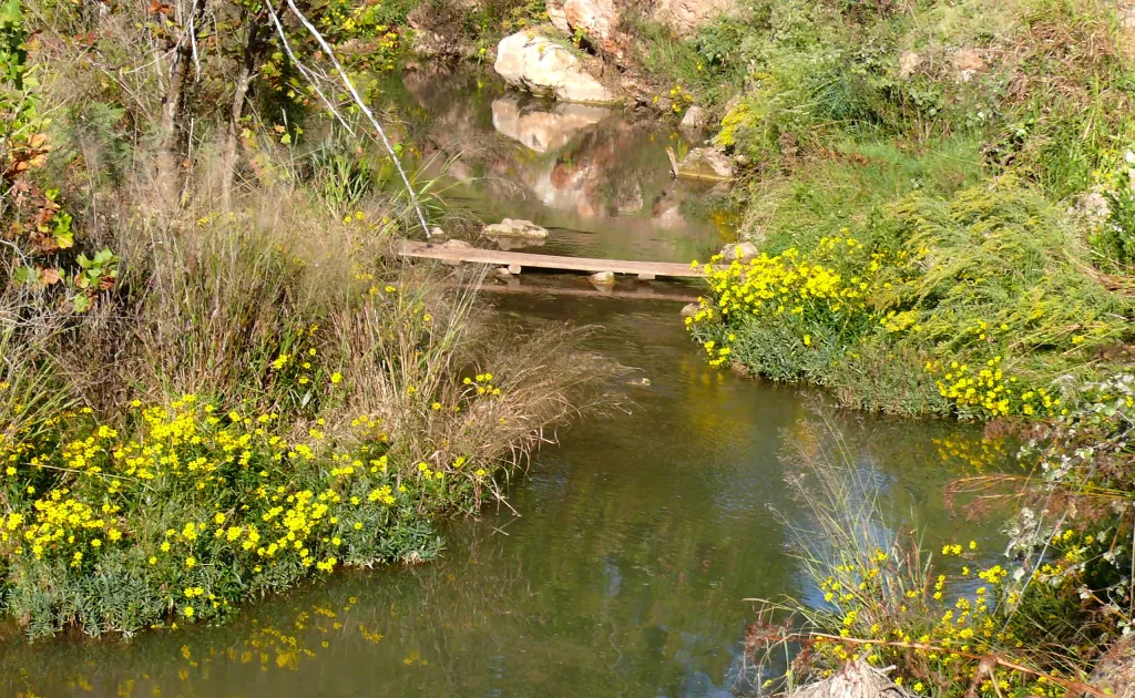 Landscape photo of a creek, bank full of yellow wildflowers