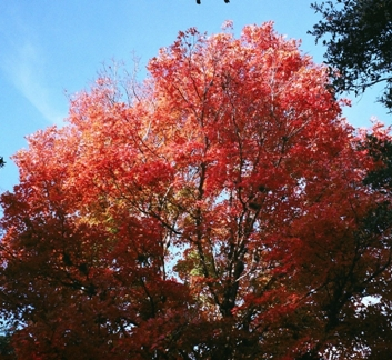 Large tree covered in red autumn leaves