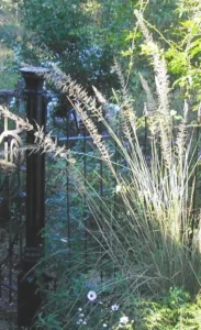 Tall, bunch grass