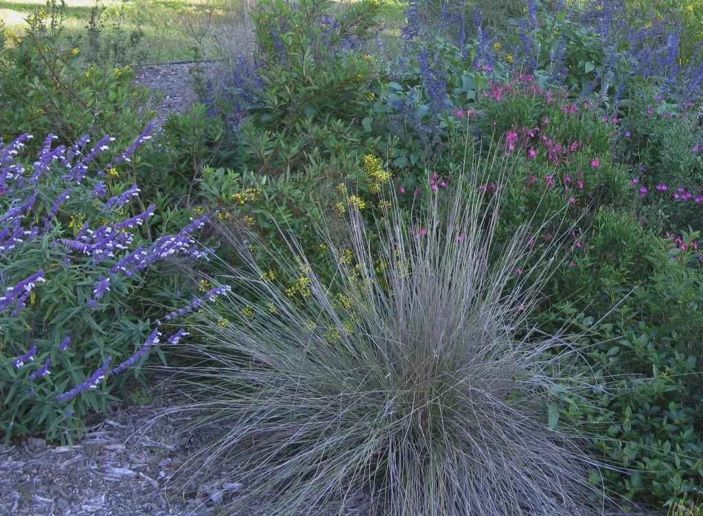 Bunch grass in a flower bed of wildflowers