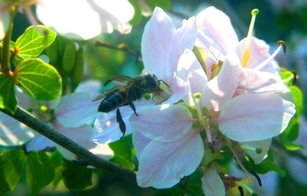 Bee on a light pink flower