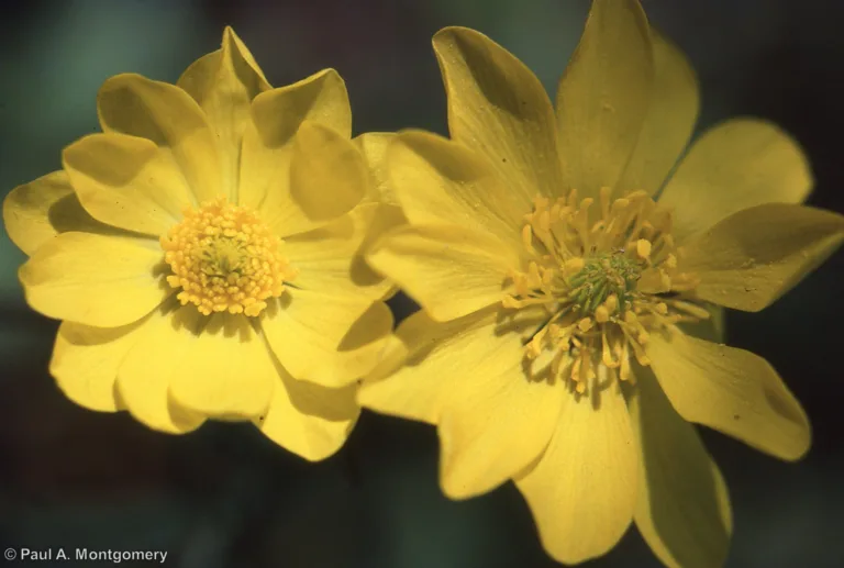 Photo Credit: Paul Montgomery