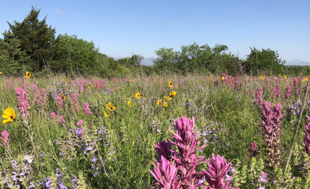 Texas Landscape Wildflowers in Spring