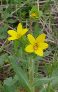 Yellow flowers