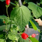 Green plant with broad leaves and small hibiscus shaped red flowers