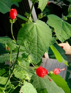 Green plant with broad leaves and small hibiscus shaped red flowers