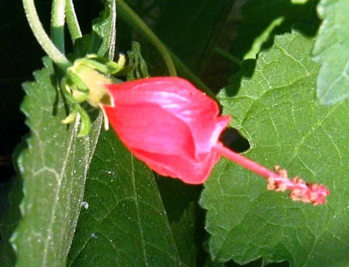 Close up of a red flower