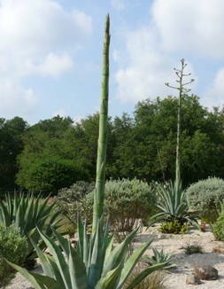 Landscape photograph of agave plants in the foreground, with tall trees in the background