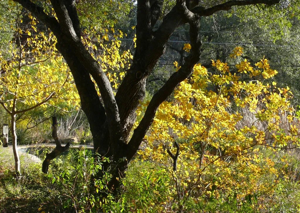 A tree surrounded by bright, yellow autumn leaves