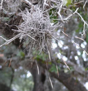 Close up of small ball of moss