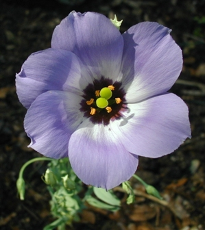 Image of purple flower