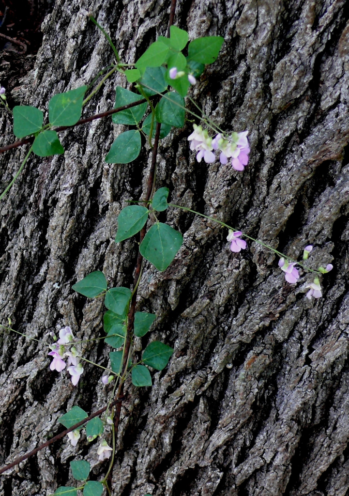 A vine with purple flowers