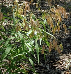 Tall grass with long, narrow leaves and clusters of seeds