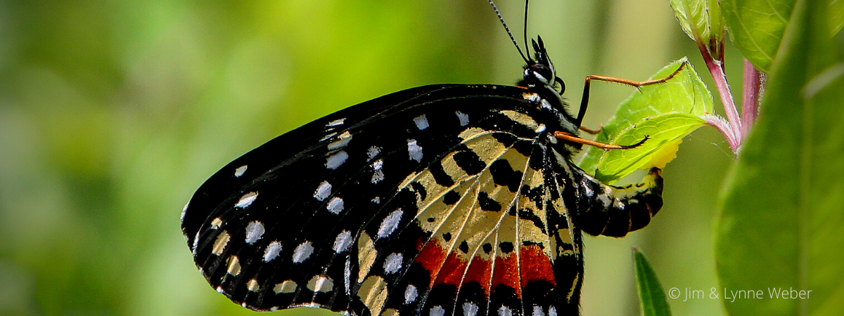 Crimson Patch ovipositing on a leaf