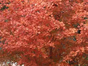 Image of red, autumn foliage