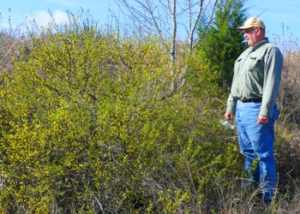 A person standing outside, looking at a stand of green plants
