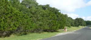 Wall of trees on a country roadside