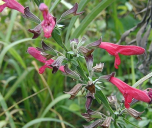 Plant with red flowers