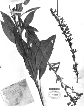 Black and white scan of plant leaves