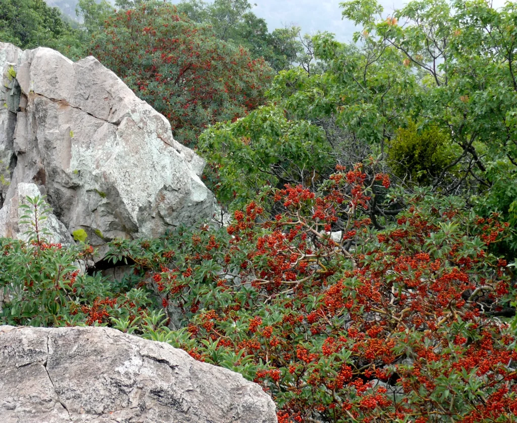 Landscape photo looking up hill at large stone outcrops and trees covered in red blooms