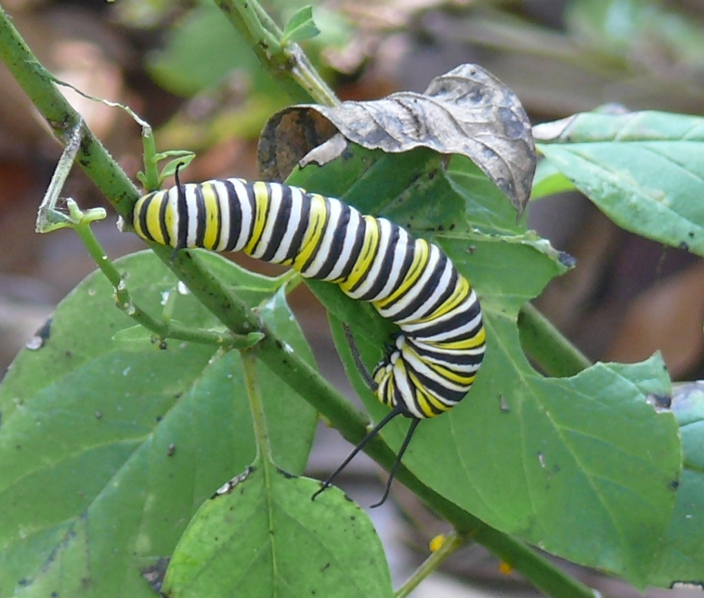 Image of black, yellow, and white striped caterpillar munching on a leaf