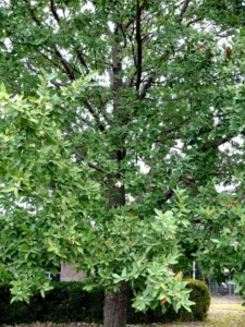 Picture of a large, green tree