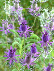 Branched plant with purple flowers