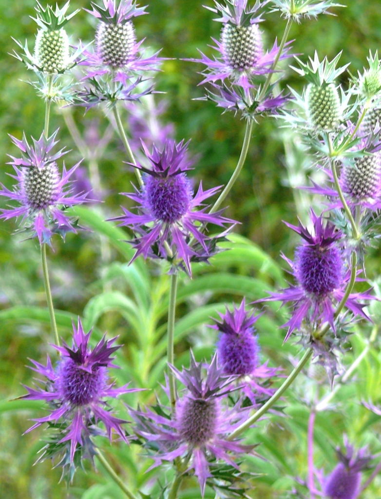 Branched plant with purple flowers