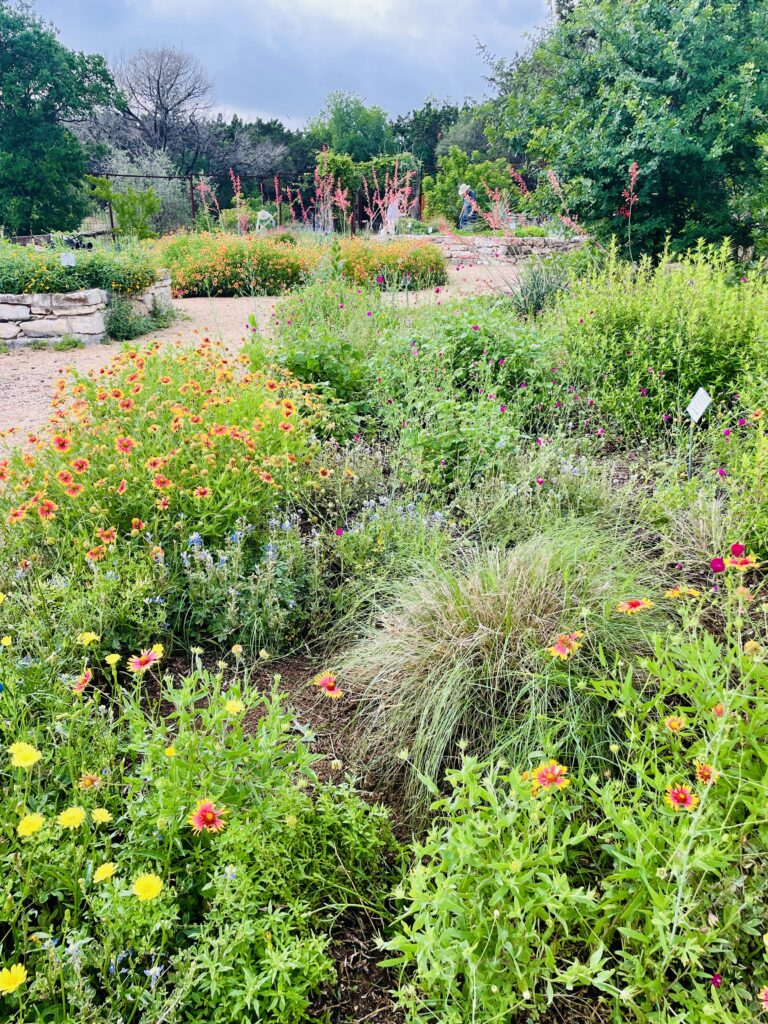 Demonstration garden at Phil Hardberger Park. Photo by Haeley Giambalvo
