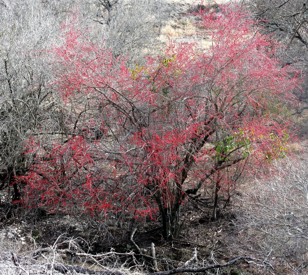 Understory tree in winter, full of bright, red berries, surrounded by gray trees