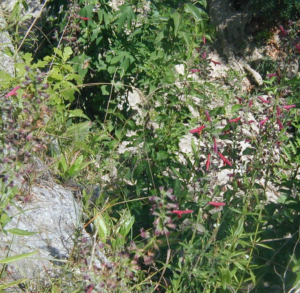 A tangle of native plants in the wild, red flowers.
