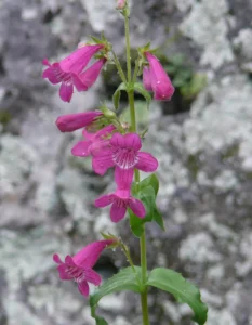 Plant with small pink, trumpet shaped flowers