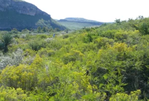 Landscape of green hills