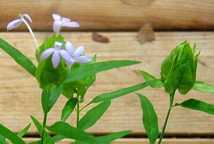 Close up of small purple flowers