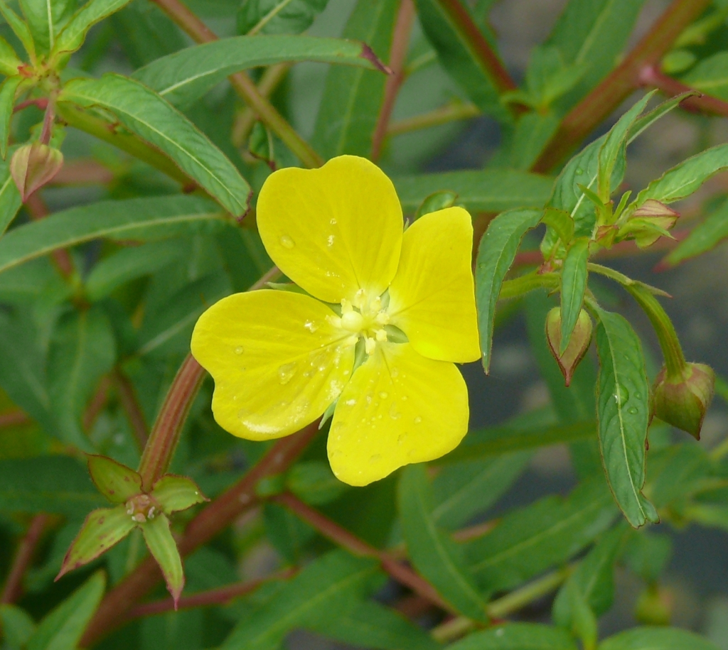 Yellow, 4-petaled flower
